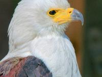 Schreiseeadler